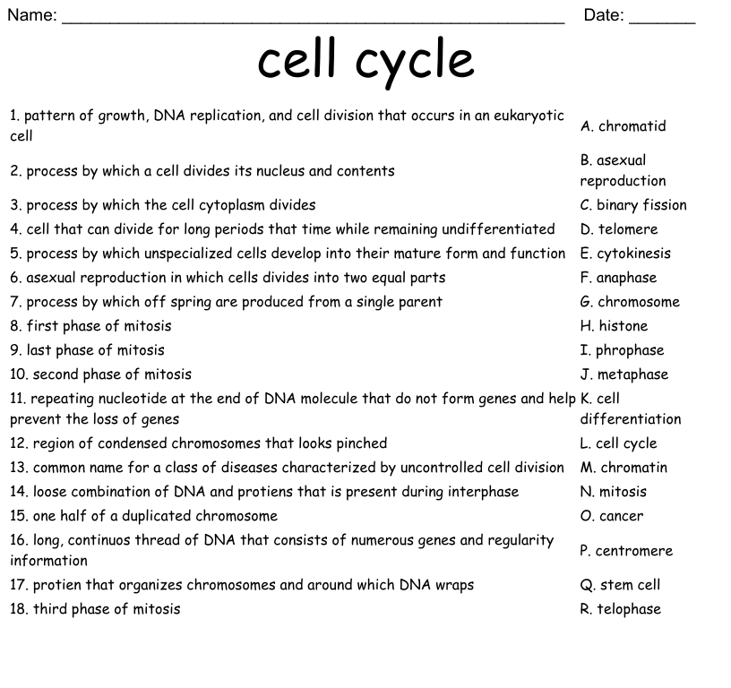 Cell Cycle Worksheet WordMint