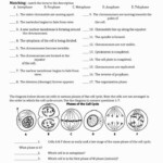 Cell Division And Mitosis Worksheet Answer Key Semesprit Biology