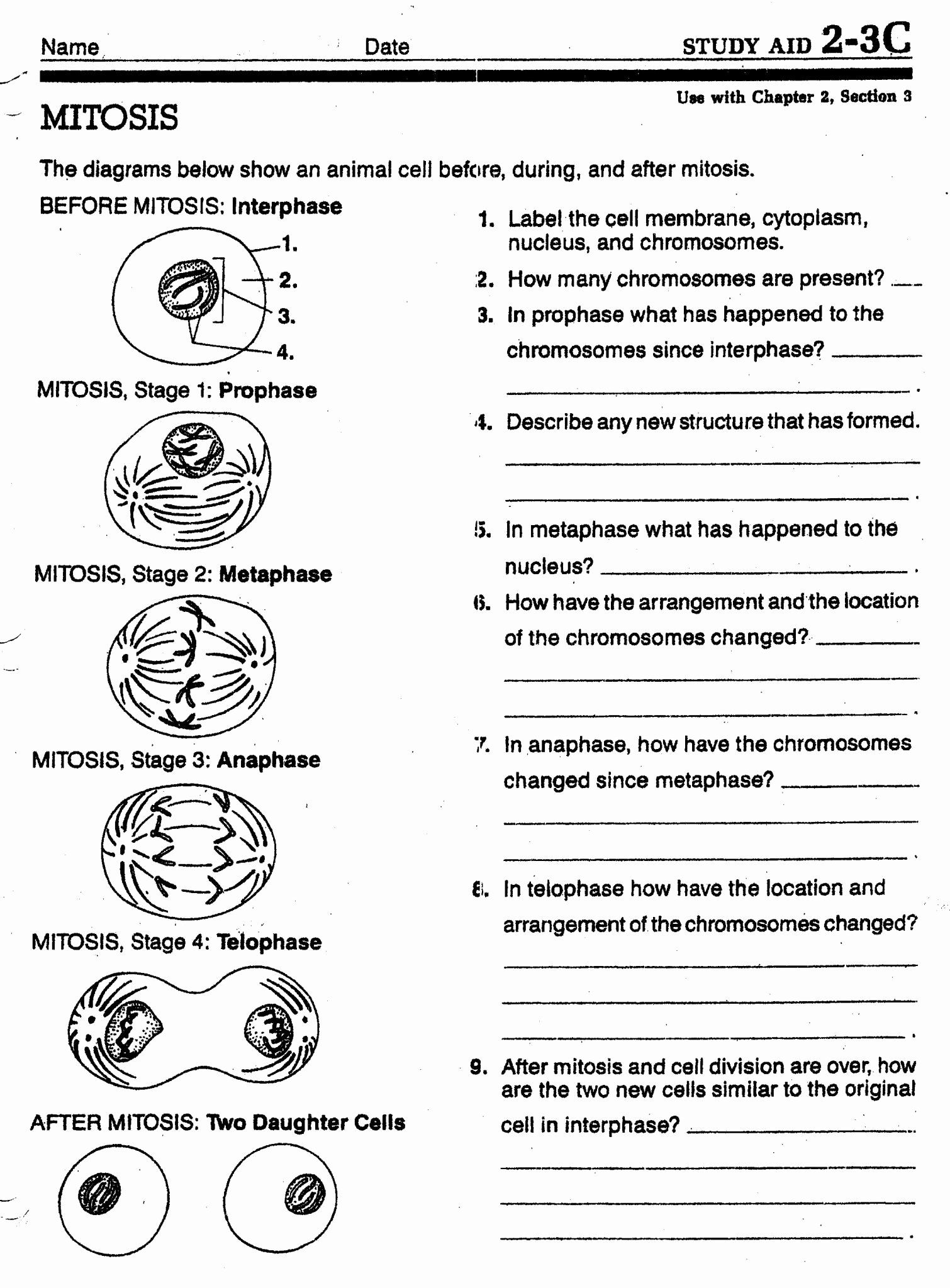 Cell Division Worksheet Answers Unique Meiosis Vs Mitosis Worksheet And 