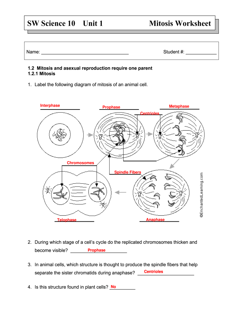Cell Division Worksheet Answers