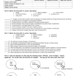 Cell Transport Worksheets Answer Key