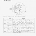 Cells Alive Cell Cycle Worksheet Answer Key Db excel