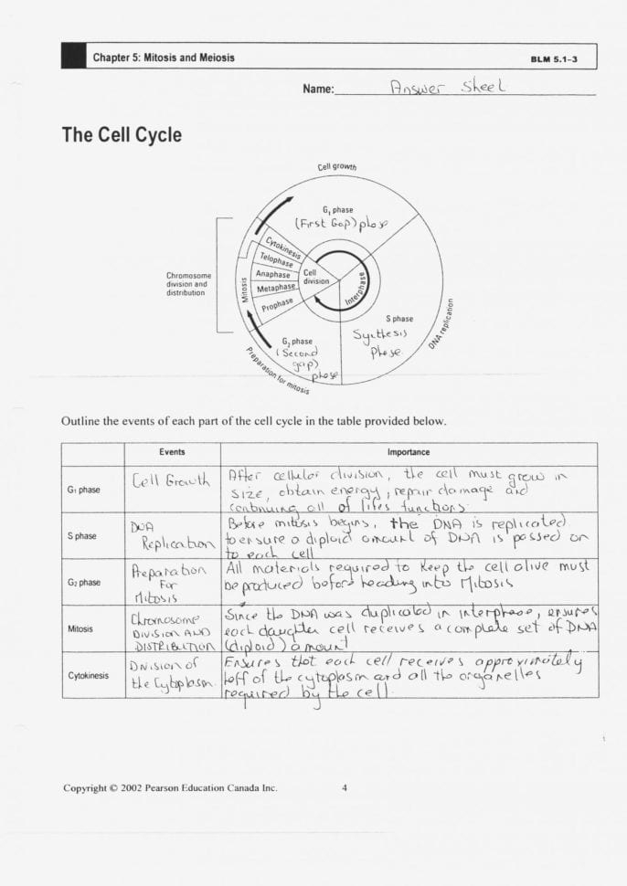 Cells Alive Cell Cycle Worksheet Answer Key Db excel