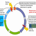 Cells Alive Cell Cycle Worksheet Key Goorganic