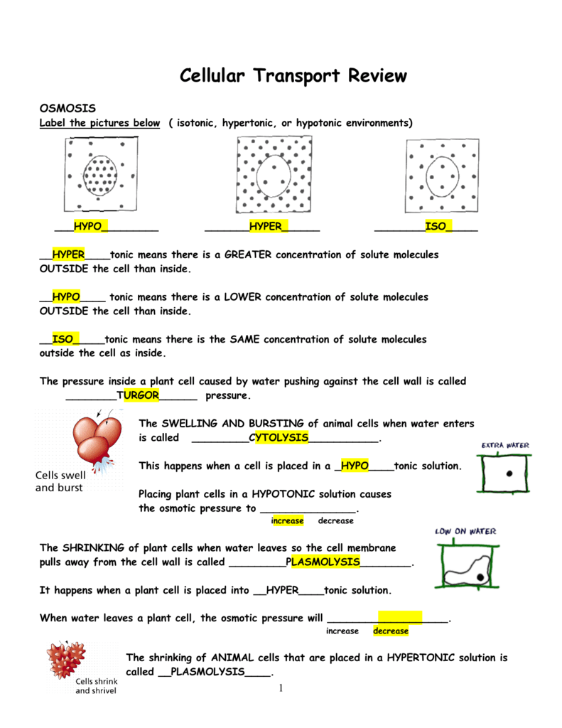 Cellular Transport Review