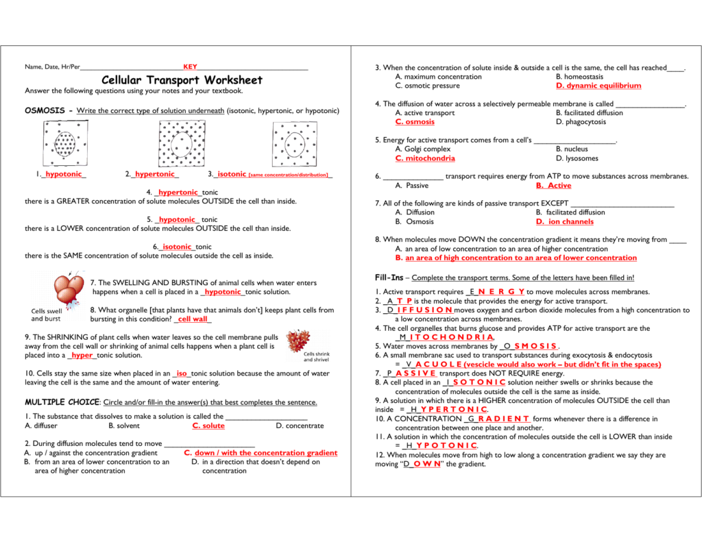 Cellular Transport Worksheet