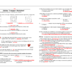 Cellular Transport Worksheet