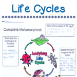 Check Out These Animal Life Cycle Activities For 3rd 4th And 5th