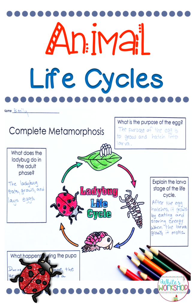 Check Out These Animal Life Cycle Activities For 3rd 4th And 5th 