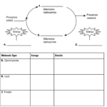 Chemical Cycles Worksheet CycleWorksheet