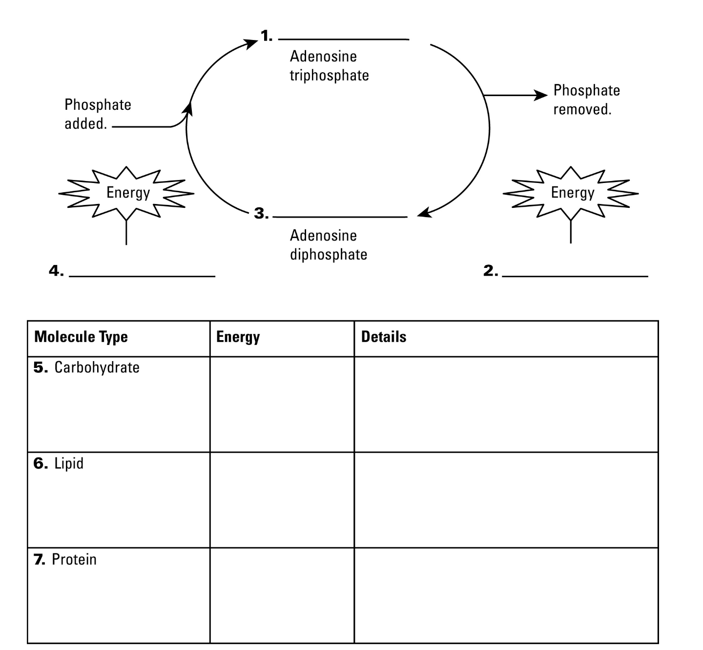 Chemical Cycles Worksheet CycleWorksheet