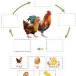 Chicken Life Cycle Online Worksheet