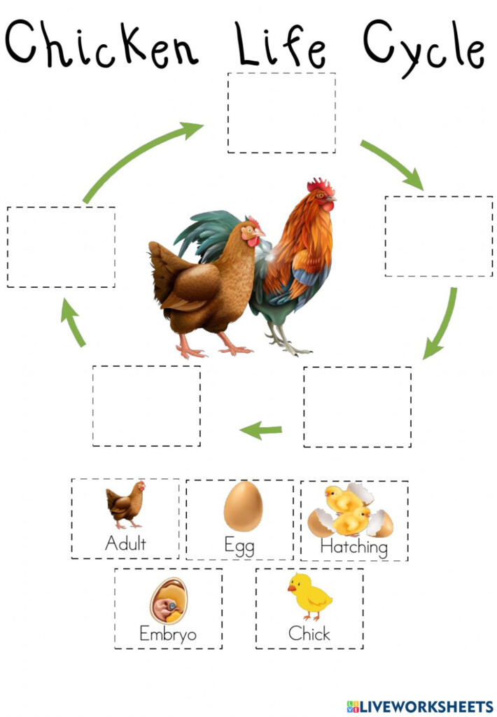 Chicken Life Cycle Online Worksheet