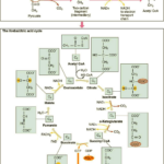 Citric Acid Cycle Worksheet Answers Free Download Goodimg co