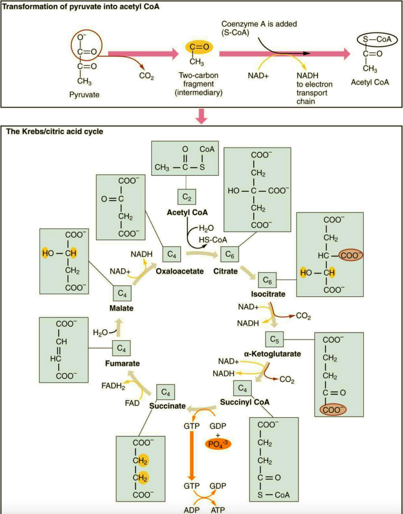  Citric Acid Cycle Worksheet Answers Free Download Goodimg co