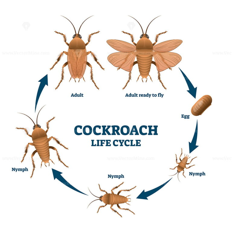 Cockroach Life Cycle Diagram Vector Illustration Scheme VectorMine