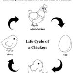 Coloring The Chicken Life Cycle Worksheet