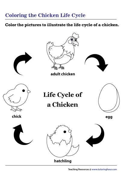 Coloring The Chicken Life Cycle Worksheet