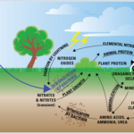 Crash Course Nitrogen And Phosphorus Cycle Guided Viewing Worksheet