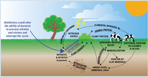 Crash Course Nitrogen And Phosphorus Cycle Guided Viewing Worksheet