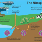 Cycles In Nature Mrs Musto 7th Grade Life Science