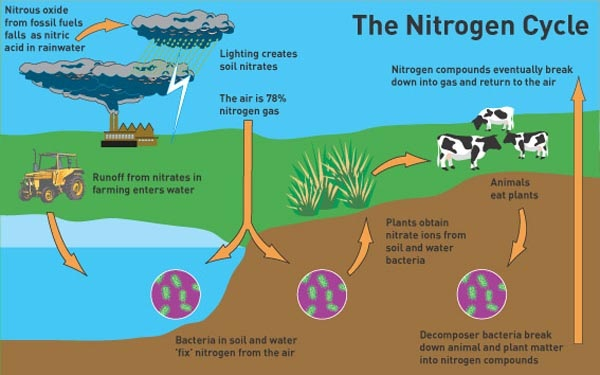 Cycles In Nature Mrs Musto 7th Grade Life Science