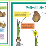 Daffodil Life Cycle Display Poster teacher Made