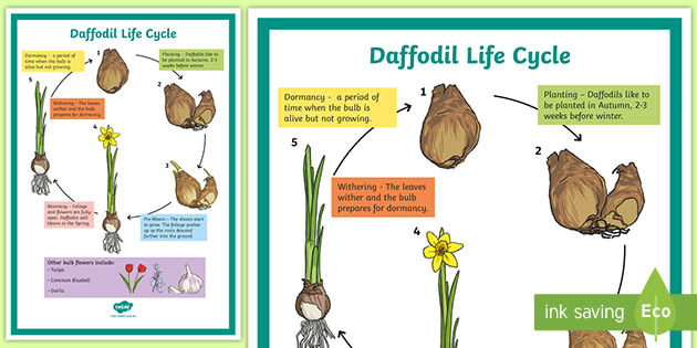 Daffodil Life Cycle Display Poster teacher Made