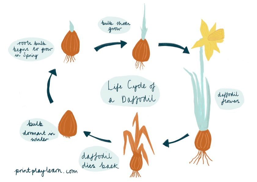 Daffodil Life Cycle Printable Teaching Resources Print Play Learn 