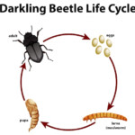 Dark Beetle Life Cycle Beetle Pupa Stage Crpodt