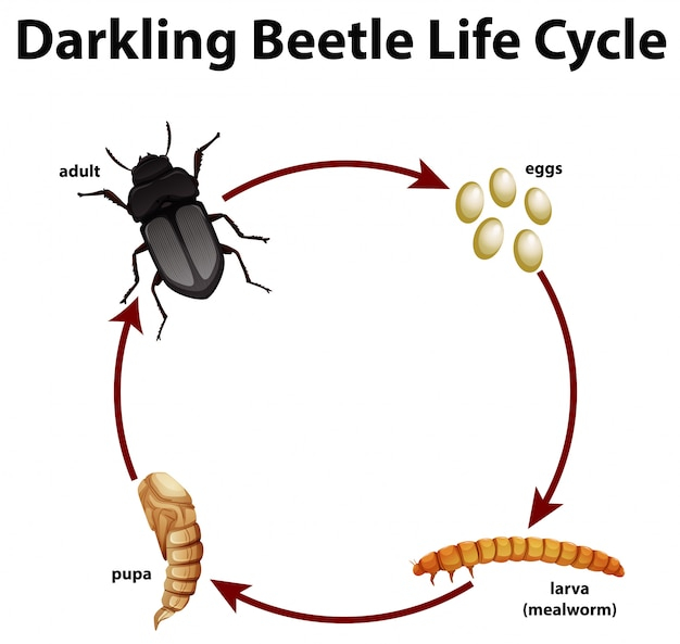 Dark Beetle Life Cycle Beetle Pupa Stage Crpodt