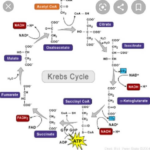 Describe Krebs Cycle And Electron Transport Chain With The Help Of