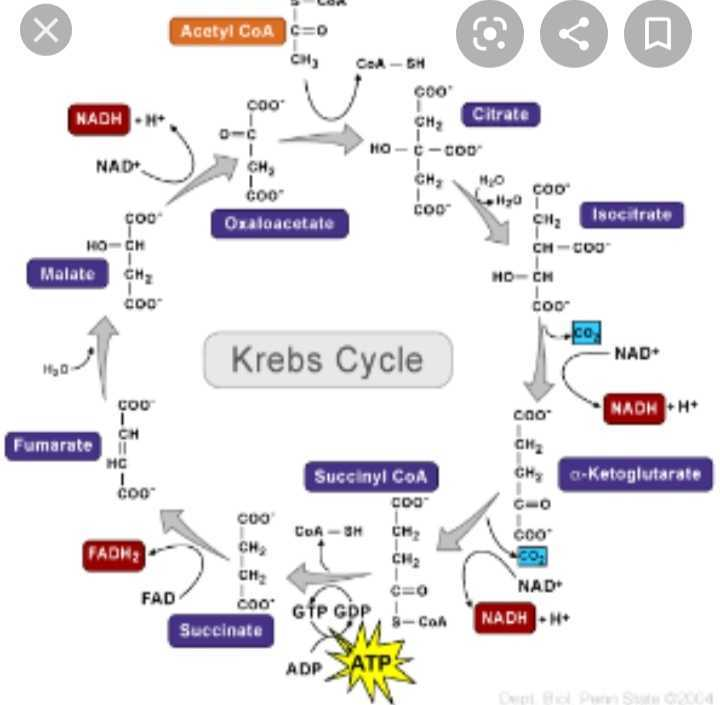 Describe Krebs Cycle And Electron Transport Chain With The Help Of 