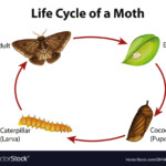 Diagram Showing Life Cycle Moth Royalty Free Vector Image