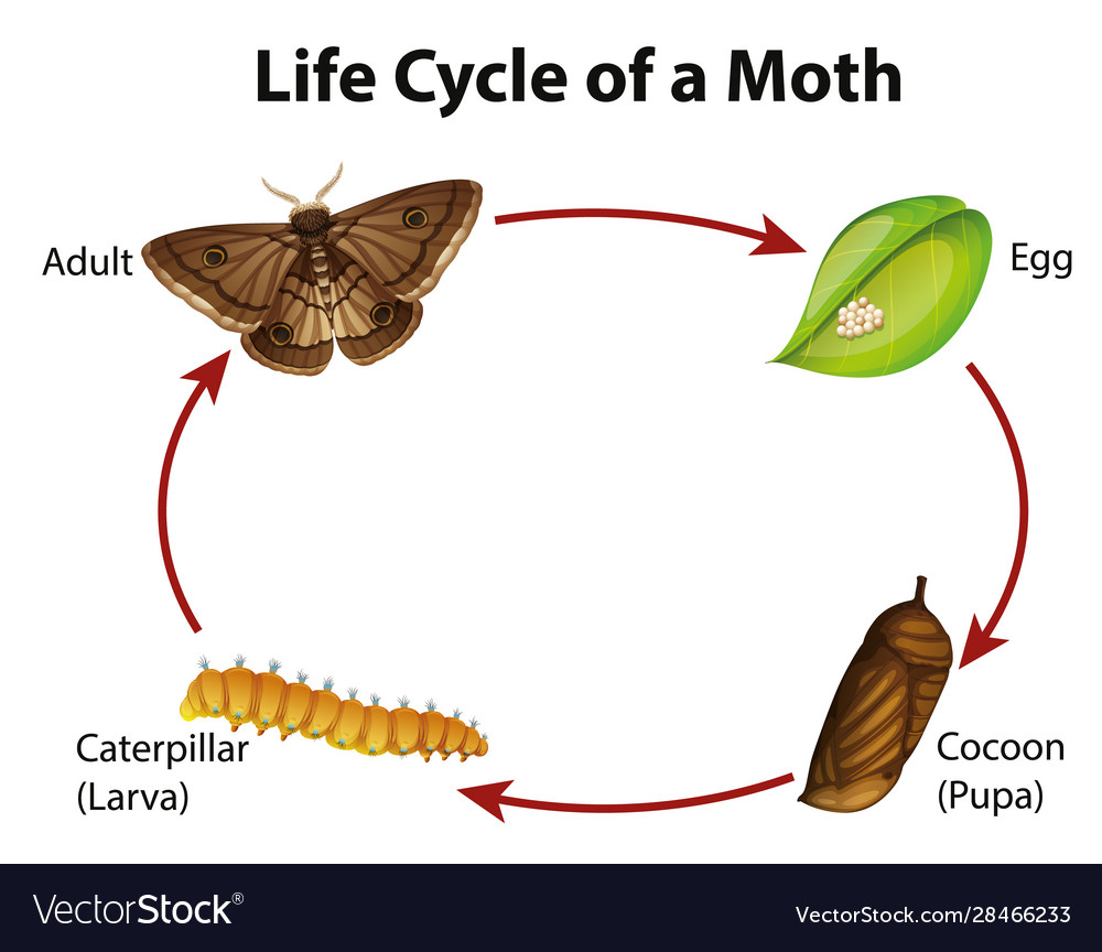 Diagram Showing Life Cycle Moth Royalty Free Vector Image