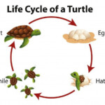 Diagramme Montrant Le Cycle De Vie De La Tortue De Mer Vecteur