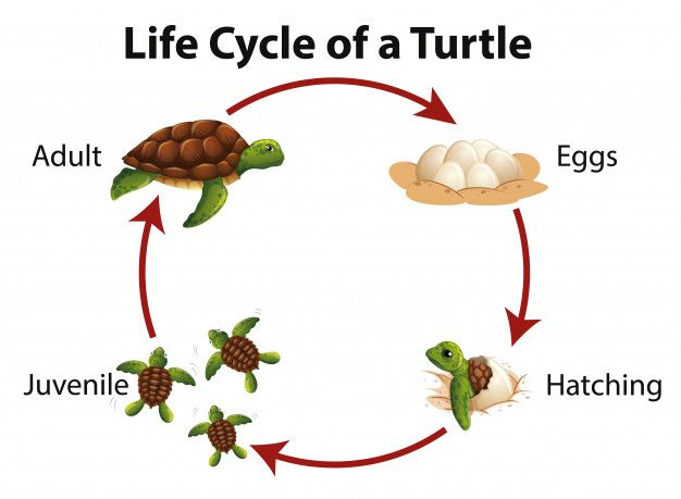 Diagramme Montrant Le Cycle De Vie De La Tortue De Mer Vecteur 