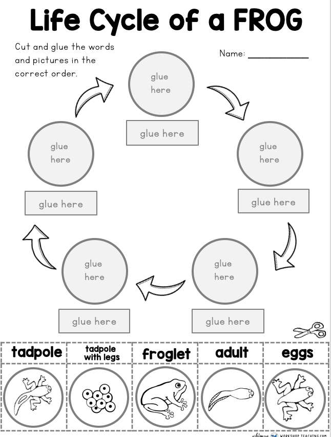 Digital Downloadable Printable Frog Lifecycle And Word Map Activity Learning School Toys Aloli ru