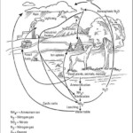 Discovering The Biogeochemical Cycles For Dummies Ap Environmental