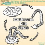 Earthworm Life Cycle Clip Art LINE ART Biology Life Science Lesson