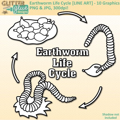 Earthworm Life Cycle Clip Art LINE ART Biology Life Science Lesson 