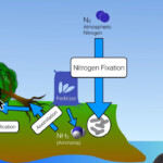 Ecology Concept 4 Biogeochemical Cycles Lessons Blendspace