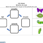 Ejercicio De Butterfly Life Cycle