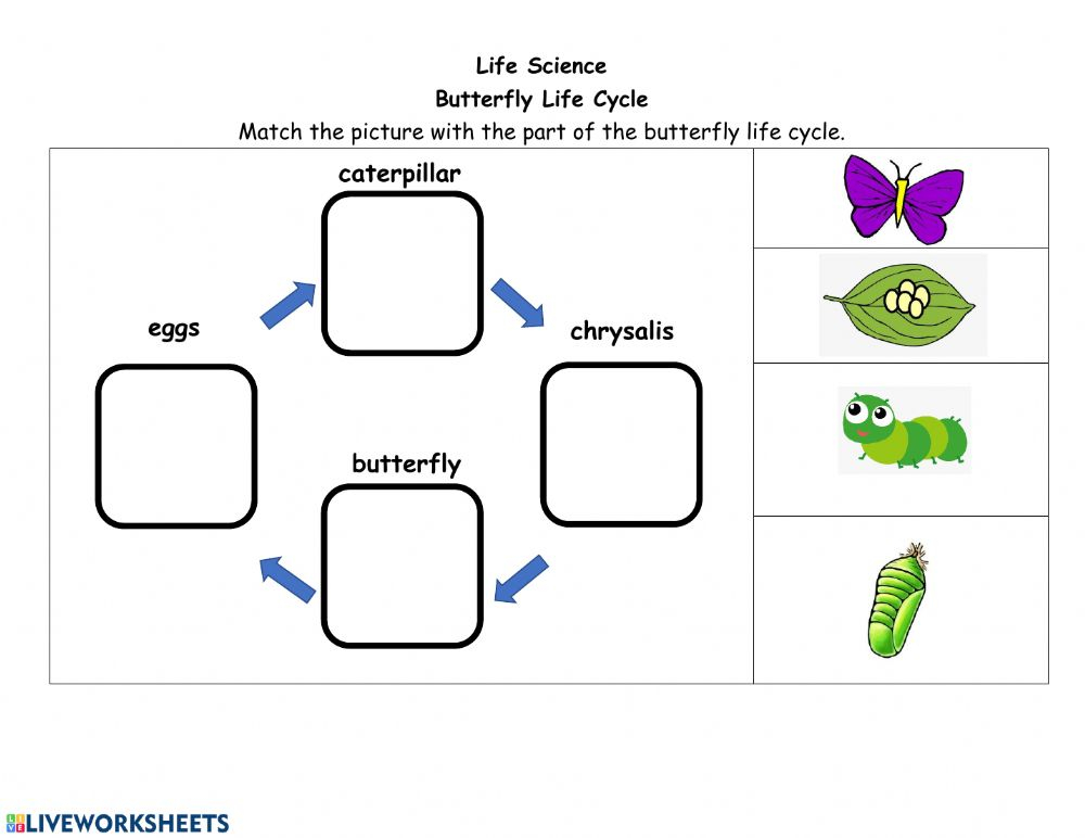 Ejercicio De Butterfly Life Cycle