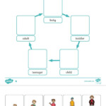 Ejercicio De Human Life Cycle