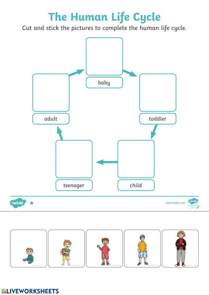 Ejercicio De Human Life Cycle