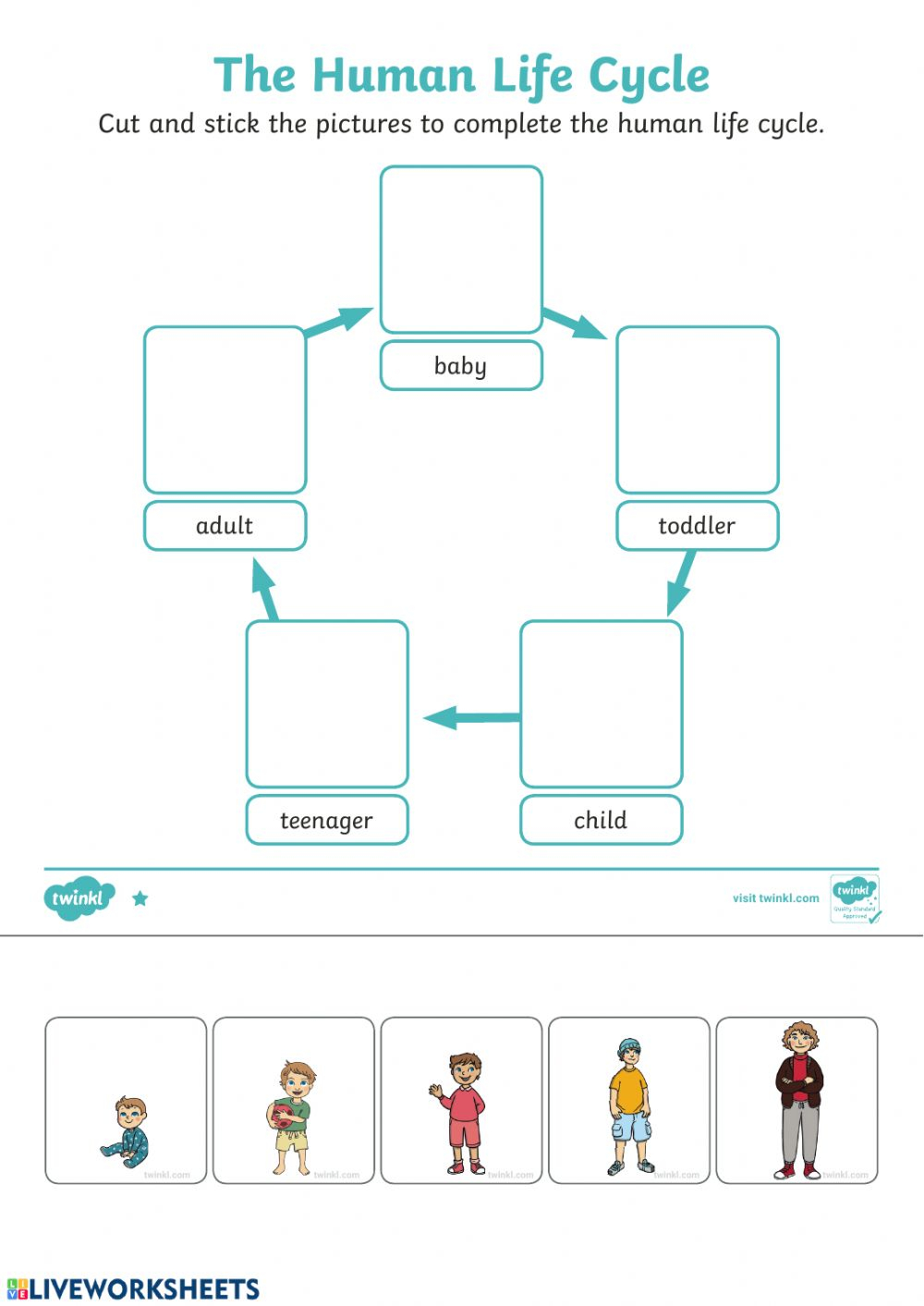 Ejercicio De Human Life Cycle