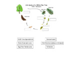 Ejercicio De Life Cycle Of Gymnosperm