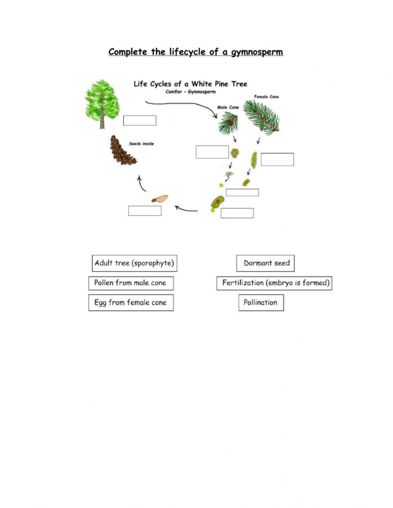 Ejercicio De Life Cycle Of Gymnosperm