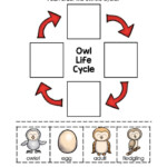 Ejercicio De Owl Life Cycle